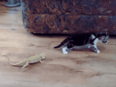 Cat and Gecko