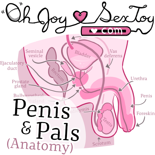Penis & Pals (anatomy)