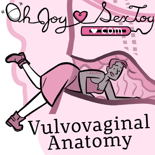 Vulvovaginal Anatomy