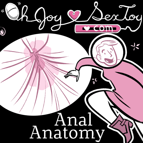 Anus Anatomy